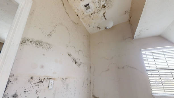 Best Mold Documentation for Insurance Claims  in Etna, PA